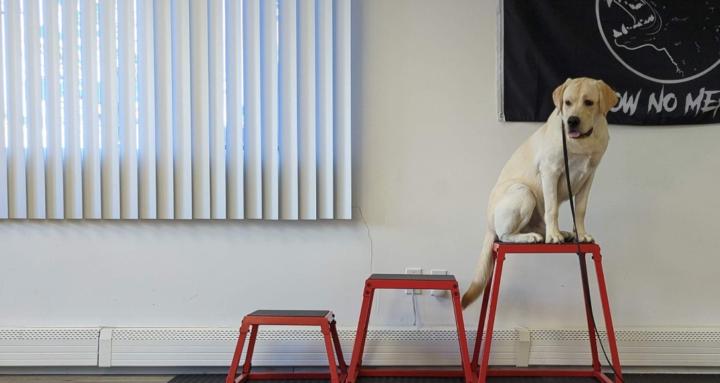 K9 Boot Camp Master class 