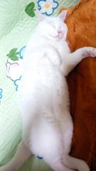 Баярaa Сүхээ