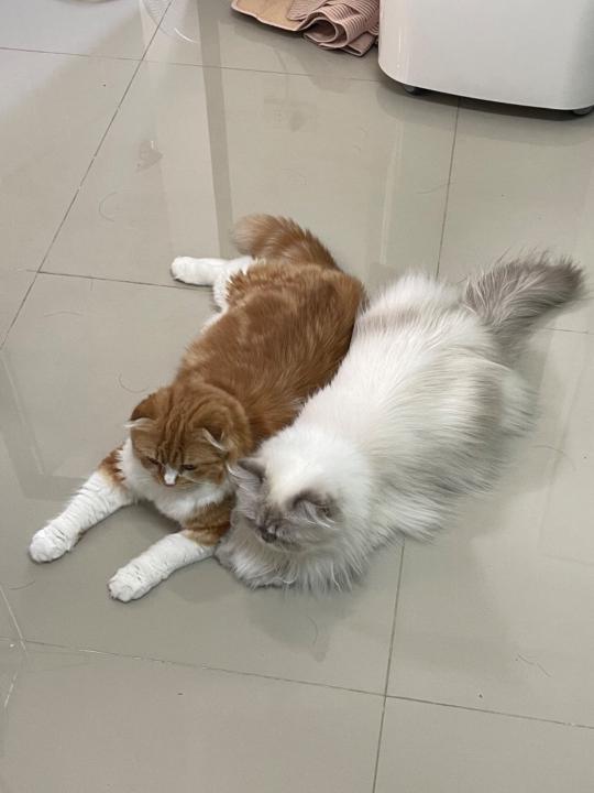 Chatchanok Janput