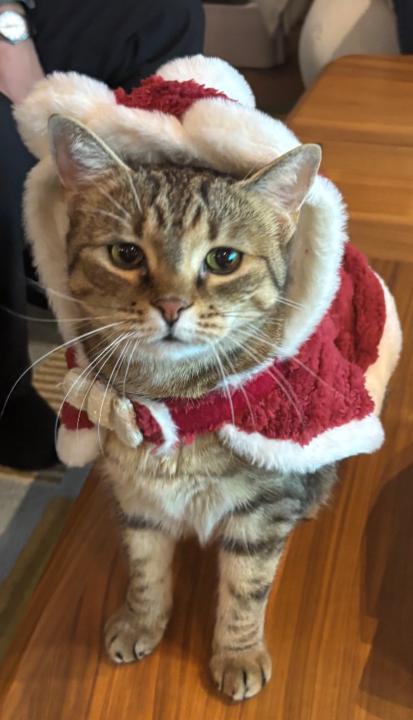 Алтанцэцэг Мээлээ