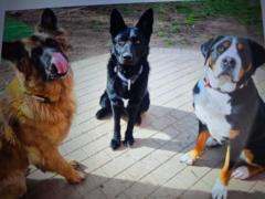 Brigitte Hartmann-Stamm