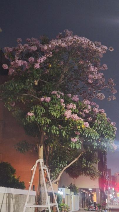 姿君 林