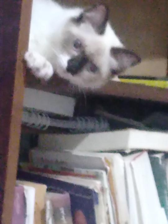Momo Djema