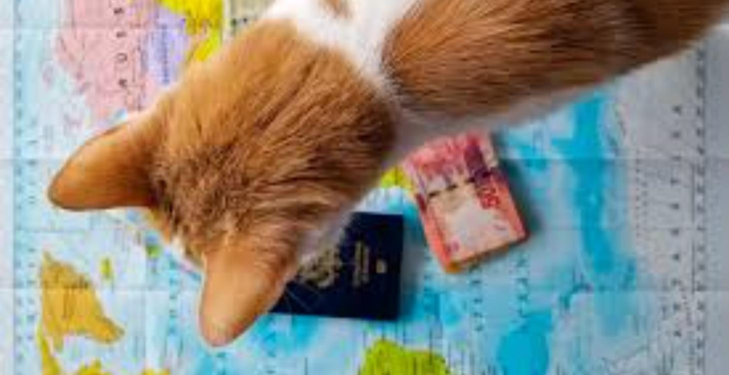 🐈 The $10 Cat Passport