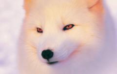 White Fox