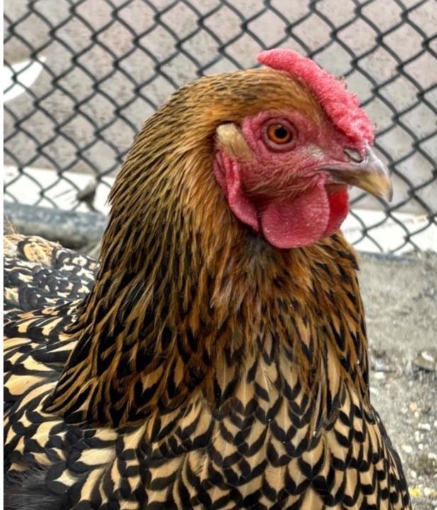 Jessica Strickland