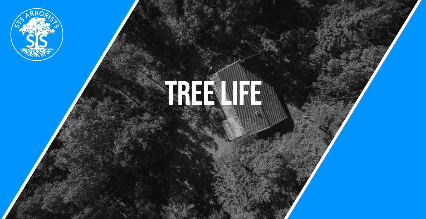 Tree Life