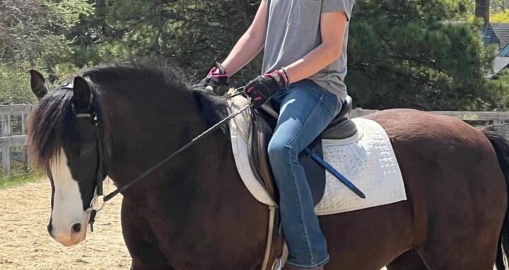Equine connection