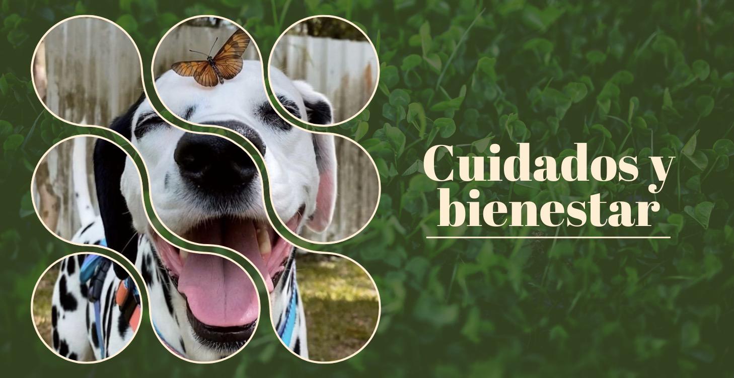 Cuidados y bienestar 🌿