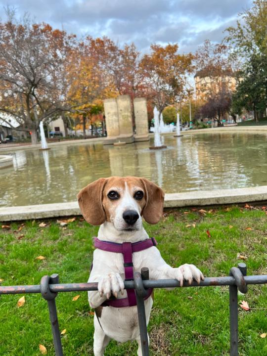 Os presento a Kyra