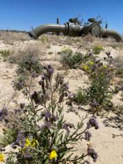 Van Jason Valenzuela