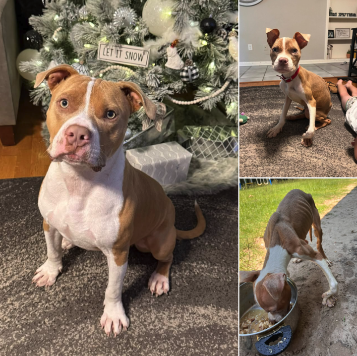 Romeo was rescued 2yrs ago! Look at him now! 😍