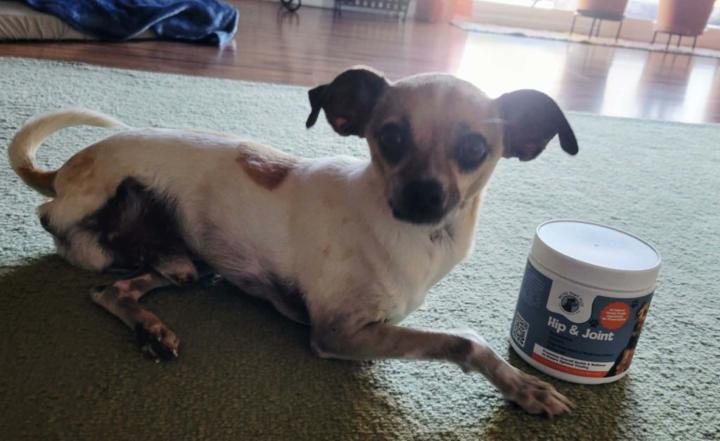 Something I’ve Been Building for Dog Parents Behind the Scenes