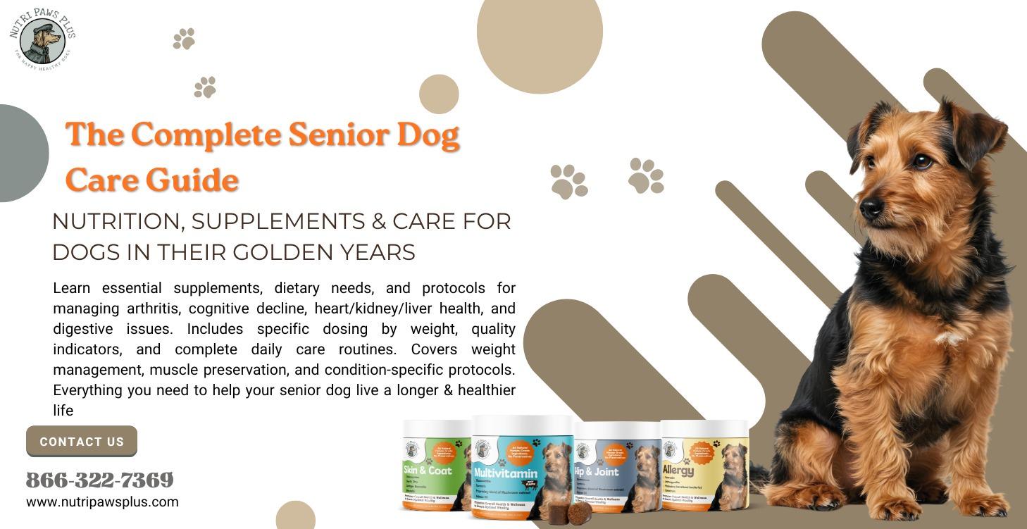 The Complete Senior Dog Care Guide