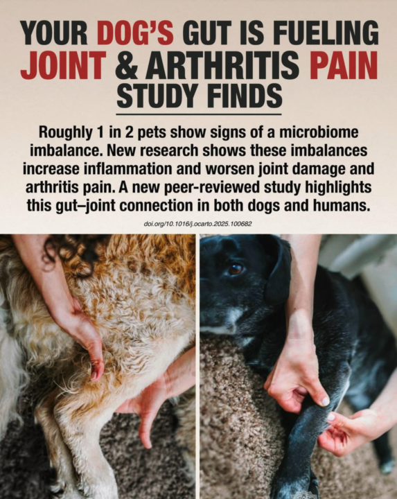 Your Dog's Gut Is Fueling Joint & Arthritis Pain! 😢