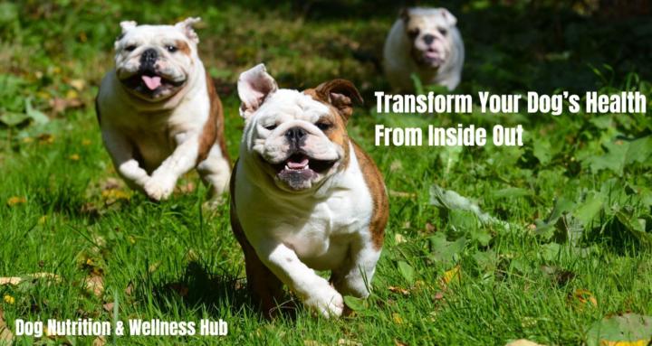 Dog Nutrition & Wellness Hub