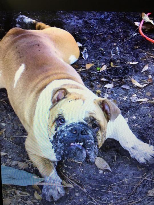 Wanted to share a pic of my "fur-baby"!