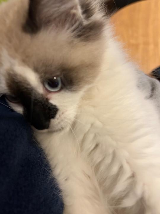 Ferran Mascarell Peiró