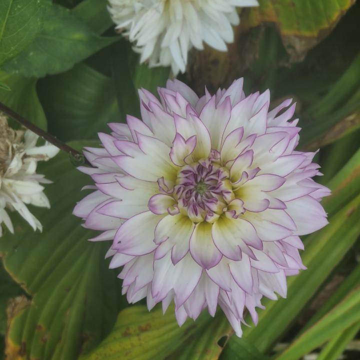 Carmen Natal-Melendez