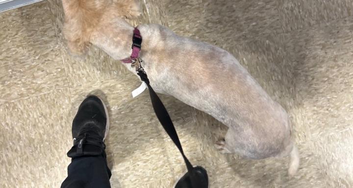 Oliver’s dog training