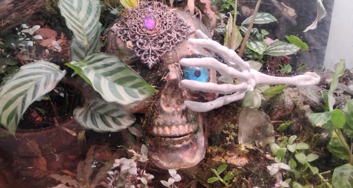 House Plants Master Class