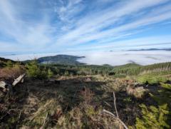 Caelon Vecchio Miller