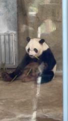 Chow Yu Hong Kimi
