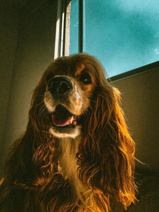 Mateo Urrego cañola