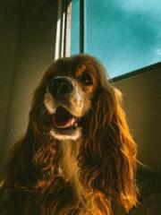 Mateo Urrego cañola