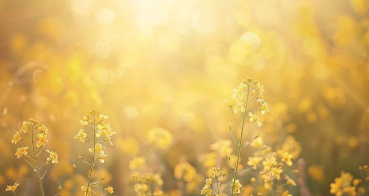 Mustard Seed Society
