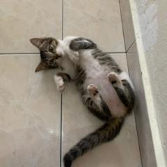 Lim Say Shing