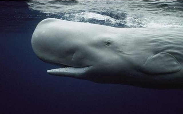 [Model] For Those Interested in Carving Whale Models
