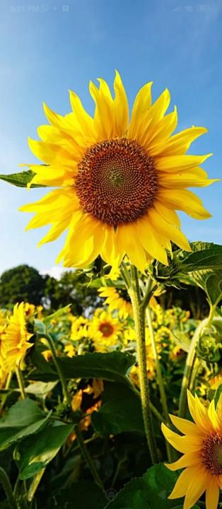 Jackeline Arevalo Robles