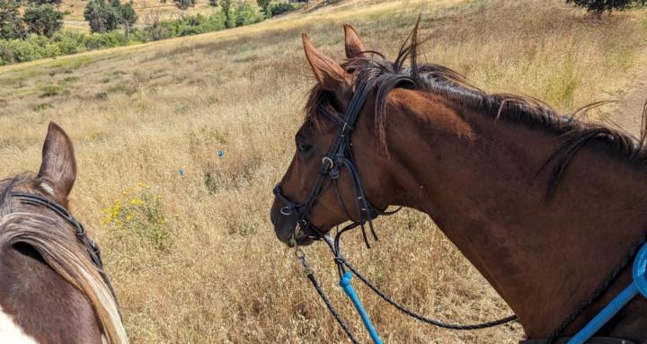 Avalon Horses
