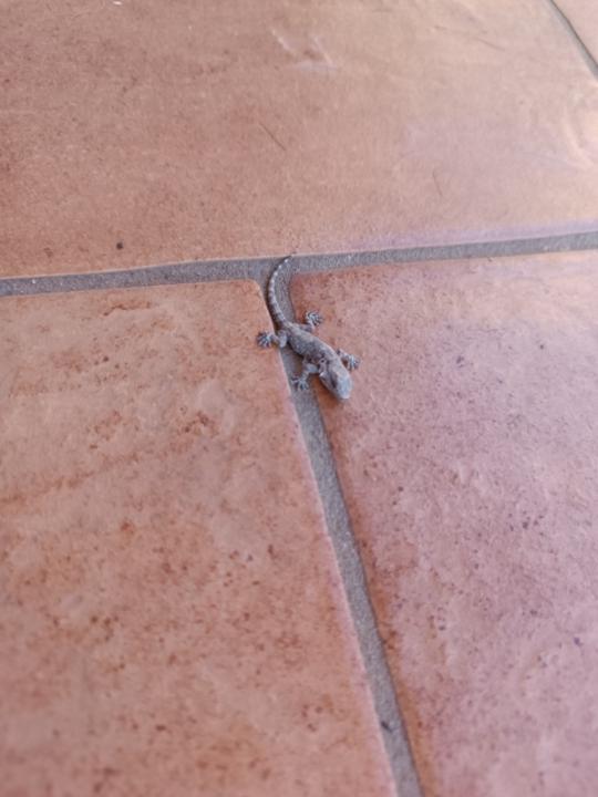 Francesca Leoncavallo