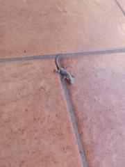 Francesca Leoncavallo