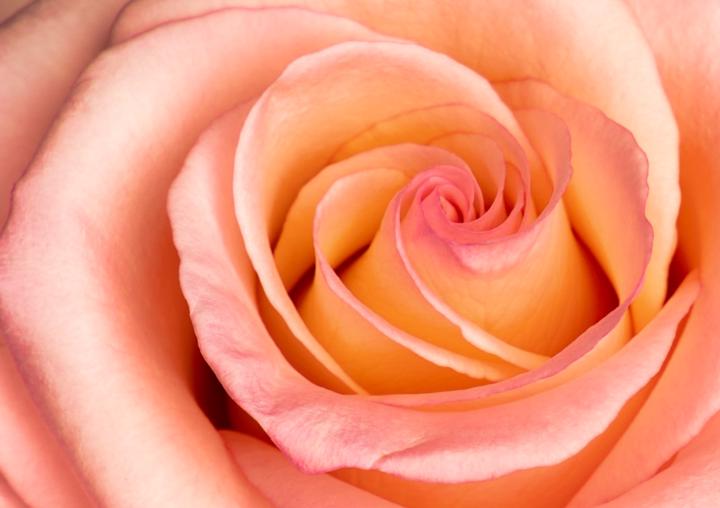 Assignment #9: Rose - rosé