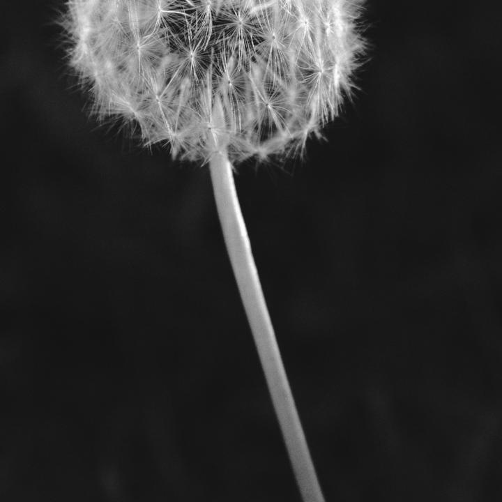 Assignment #12: Longing for Take-Off