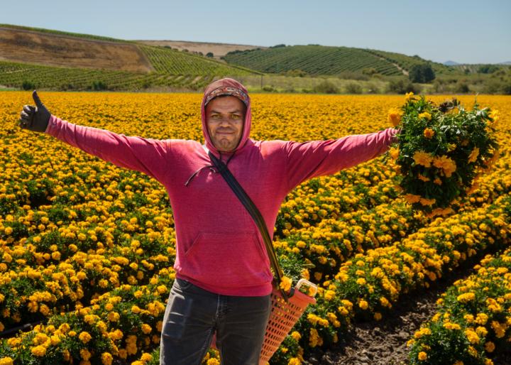 Field Worker Harvesting Marigolds