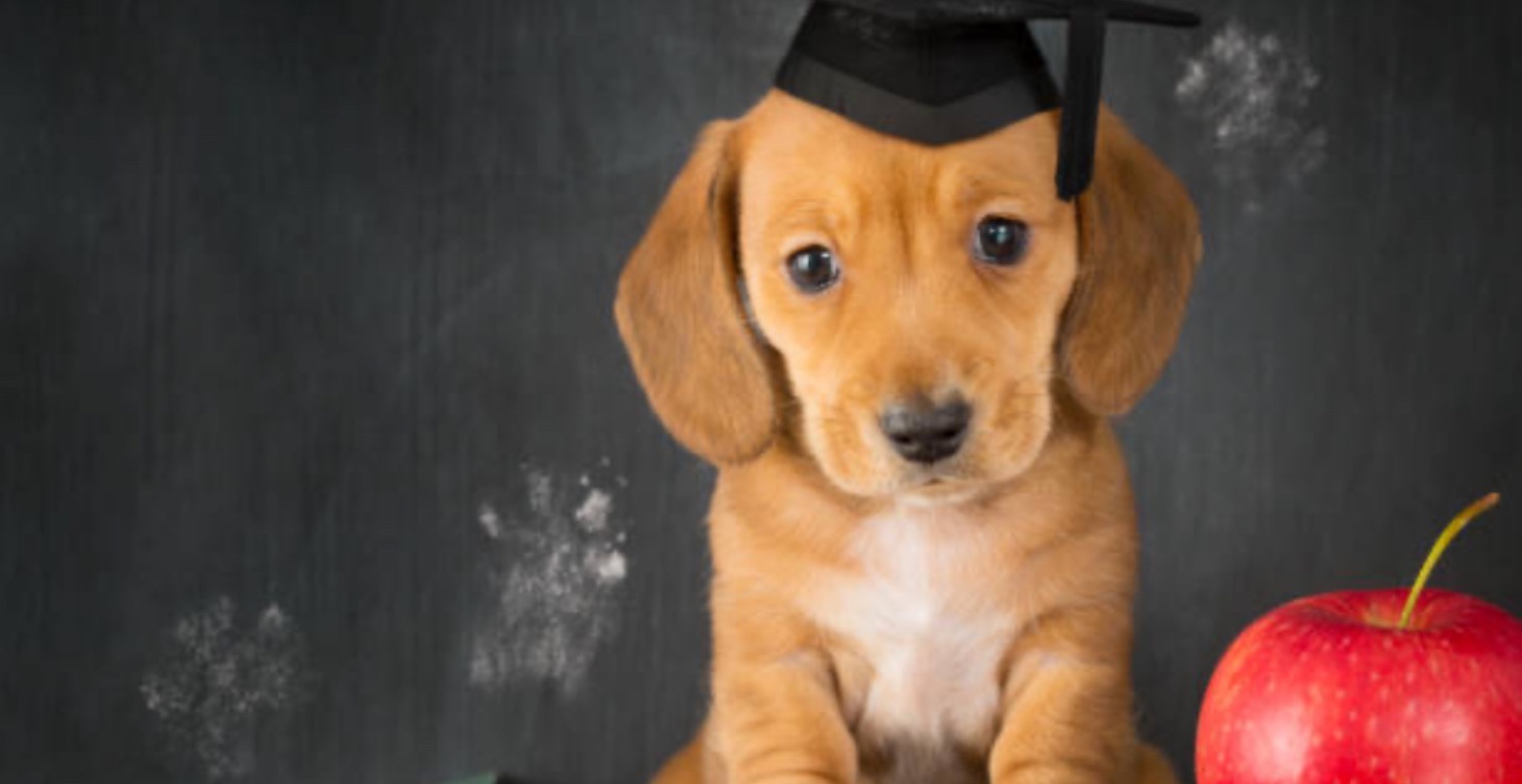 Puppy training 101