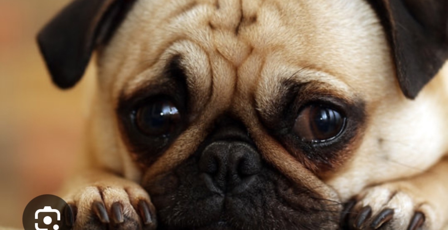 Behavioral Modification Therapy