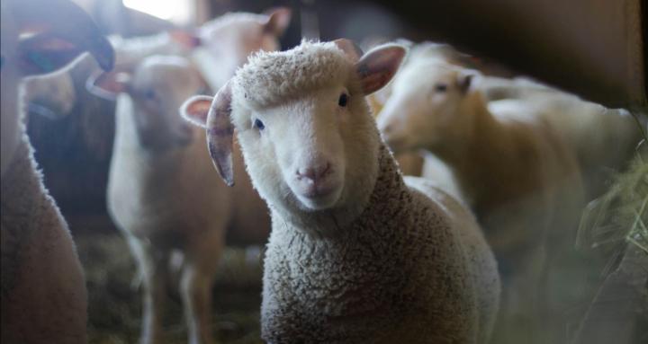 Studio Laine et Lignes