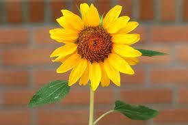 Juana guisela Juana Muñoz