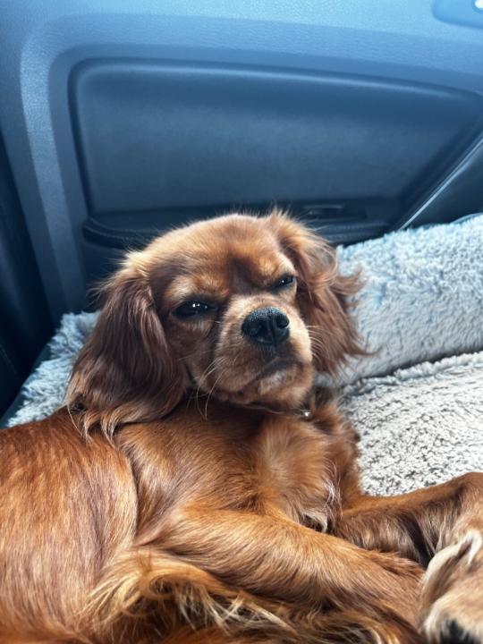 Emma-Reese van Vuuren