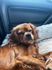 Emma-Reese van Vuuren