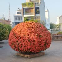 Nhi Trương Thị Hồng