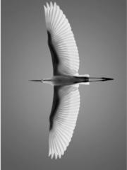B. Eisen