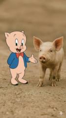 Wilfredo Aquepucho quispe