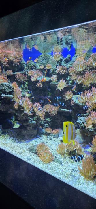 Yanisleidi Villafranca