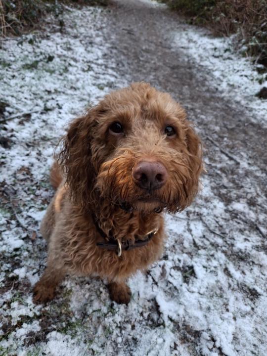 Arabelle Harding-Buck